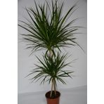 MY FLOWERS 120cm 2'li Dracaena Marginata Iç Mekan Çiçeği Ev Ofis Ve Salon Çiçeği
