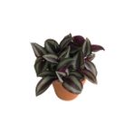My Succulent - Alacalı Yeşil Yapraklı Telgraf Çiçeği 5,5 Cm'lik Saksı