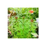 Myriophyllum Proserpinacoides Saksı Canlı Bitki TR-949148