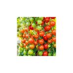 Nacario Doğal Cherry Domates