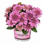 Nadide Renkler Katmerli Erato Double Pink Bodrum Papatyası Çiçeği Fidesi (1 Fide)