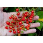 Nadir 10 Adet İthal Cherry Minik Bezelye Domates Tohumu