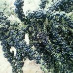 Nadir 1000 Adet Siyah Goji Berry Tohumu
