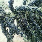 Nadir 5 Adet Siyah Goji Berry Tohumu