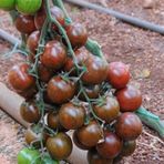 Nadir Black Cherry Domates Tohumu (15 Tohum)
