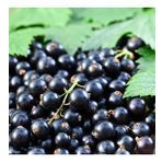 Nadir Black Goji Berry Fidanı (Sınırlı Stok)