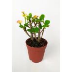 Nadir Bulunan Ebruli Çiçekli Dikenler Tacı Euphorbia Miili Mini Kaktüs Kral Tacı Dikenli Taç 5.5 Cm