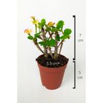 Nadir Bulunan Ebruli Çiçekli Dikenler Tacı Euphorbia Miili Mini KaktüsKral Tacı Dikenli Taç 5.5 CM Saksıda Özel Tür