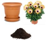 Nadir Gazania Çiçeği Tohumu Ekim Seti