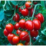 Nadir Herliom Red Cherry Domates Tohumu (15 Tohum)