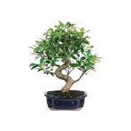 Nadir İthal Bodur Defne Bonzai Ağacı Tohumu 3 Tohum Bonsai Tohumu