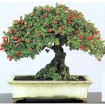 Nadir İthal Bodur Kırmızı Alıç Bonzai Ağacı Tohumu 3 Tohum Bonsai Tohumu