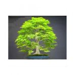 Nadir İthal Bodur Redwood Bonzai Ağacı Tohumu 5 Tohum Bonsai Tohumu