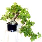 Nadir İthal Bodur Sarı Üzüm Bonzai Ağacı Tohumu 5 Tohum Bonsai Tohumu