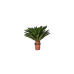 Nadir İthal Cycas Tohumu 3 Adet Tohum Sikas Revoluta