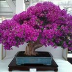 Nadir İthal Erguvan Bonzai Ağacı Tohumu 10 Tohum Bonsai Tohumu