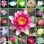Nadir İthal Kutsal Lotus Çiçeği Tohumu 1 Adet Tohum Su Nilüferi
