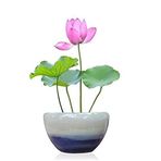 Nadir İthal Lotus Tohumu 1 Tohum Lotus Çiçeği Tohumu Nilüfer Tohumu Su Zambağı Tohumu Zambak Tohumu