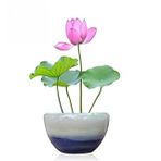 Nadir İthal Lotus Tohumu 2 Tohum Lotus Çiçeği Tohumu Nilüfer Tohumu Su Zambağı Tohumu Zambak Tohumu
