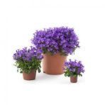 Nadir İthal Mor Campanula Çiçeği Tohumu Çiçek Tohumu 10 Tohum