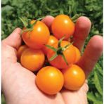 Nadir İthal Turuncu Cherry Domates Tohumu 10 Tohum +Saksı+Toprak+