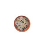NADİR KAKTÜS Lithops(TAŞ KAKTÜS) Mix Saksı Çapı 8.5 Cm