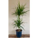 NADİR KAKTÜS Marginata Dracaena 2 Gövdeli 90 100 Cm Ev Bitkisi Salon Bitkisi Ofis Bitkisi Madagaskar Dragon Ağacı