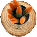 Nadir Kaktüs Sansevieria Orange Velvet Touch (Paşa Kılıcı Turuncu Kadife)