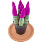 Nadir Kaktüs Sansevieria Purple Velvet Touch (Paşa Kılıcı Morkadife)