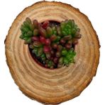 Nadir Kaktüs Sedum Rubrotinctum Sukulent (Jelibon)