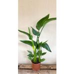 NADİR KAKTÜS Strelitzia Starliçe 80-110 cm Çift Gövdeli İç Mekan Salon Bitkisi