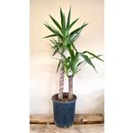 NADİR KAKTÜS Yucca Bitkisi 2 Gövdeli Yuka Bitkisi Avize Çiçeği 80 100 Cm Ev Bitkisi Salon Bitkisi 2liyuka