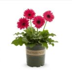 Nadir Karışık Gerbera Çiçeği Tohumu 5 Tohum Çiçek Tohumu