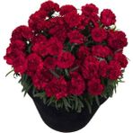 Nadir Kokulu Sweet Pleasure Dark Red Karanfil Çiçeği Fidesi (2 Adet)