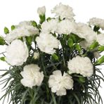 Nadir Kokulu Sweet Pleasure White Karanfil Cicegi Fidesi (2 Adet)
