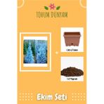 Nadir Mavi Ladin Ağacı Tohumu Ekim Seti