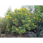 Nadir Senna Hebecarpa Çiçeği Tohumu