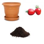 Nadir Tomatoberry Domates Tohumu Ekim Seti