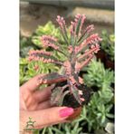 Nadir Tür Pembe Renk Çiçeği Saksılı 10-15cm Kalanchoe Daigremontiana