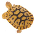 NAMOARLY Kaplumbağa Oyuncak Kaplumbağa Heykelcik Oyuncak Feng Shui Kaplumbağa Heykeli Kaplumbağa Figürleri Küçük Kaplumbağa Heykeli Yaban Hayatı Heykelcik Maket Plastik Hayvan Sucata