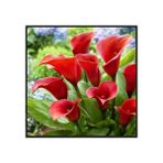 Nandina Botanik 2 Adet Gala Çiçeği Soğanı-Kırmızı