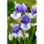 Nandina Botanik 2 Adet Iris-Süsen Pureobractea Çiçek Soğanı Kod 4004 Renkli