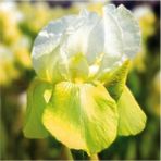 Nandina Botanik 2 Adet Iris-Süsen Pureobractea Çiçek Soğanı Kod 4009 Renkli