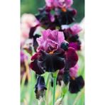 Nandina Botanik 2 Adet Iris-Süsen Pureobractea Çiçek Soğanı Kod 4012 Renkli