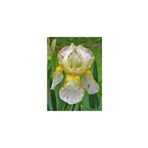 Nandina Botanik 2 Adet Iris-Süsen Pureobractea Çiçek Soğanı Kod 4017 Renkli