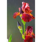 Nandina Botanik 2 Adet Iris-Süsen Pureobractea Çiçek Soğanı Kod 4024 Renkli