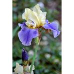Nandina Botanik 2 Adet Iris-Süsen Pureobractea Çiçek Soğanı Kod 4025 Renkli