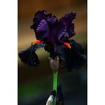 Nandina Botanik 2 Adet Iris-Süsen Pureobractea Çiçek Soğanı Kod 4029 Renkli