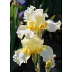 Nandina Botanik 2 Adet Iris-Süsen Pureobractea Çiçek Soğanı Kod 4031 Renkli