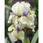 Nandina Botanik 2 Adet Iris-Süsen Pureobractea Çiçek Soğanı Kod 4032 Renkli